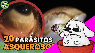 Huntleo reacciona a "La ATERRADORA VERDAD sobre los PARÁSITOS 🦟"