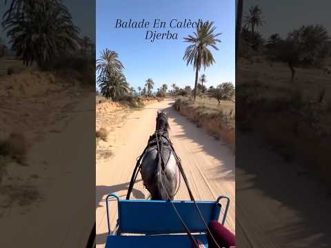جربتنا اللي نحبوها.. 🇹🇳😍❤️