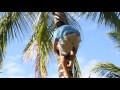 Coconut Tree Growth and Characteristics