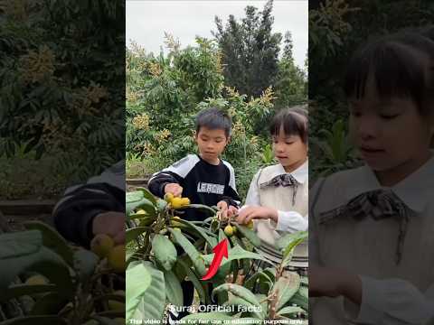 Chintu made medicine from fruit for dadiji || 😱carriage house wooden artist || #shortsvideo