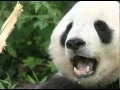 Saving Endangered Species: Key Insights and Strategies