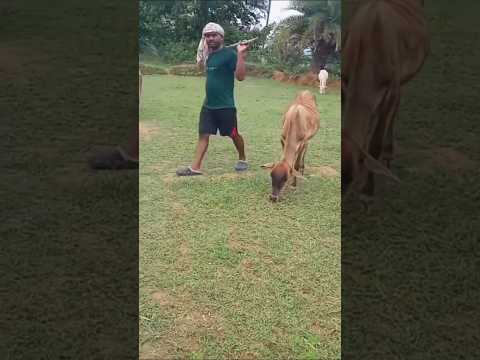 Gai Gupi #jay_murmu comming soon bahut jald #santali #video