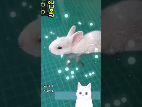 토끼는 사실 헤엄을 잘 친다?