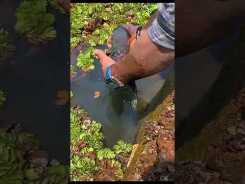 വറ്റിയ പാടത്ത് കൊക്കുകളിൽ നിന്ന് രക്ഷ നേടാൻ പറ്റാതെ ബുദ്ധിമുട്ടിയ മീനിനെ രക്ഷപ്പെടുത്തിയപ്പോൾ