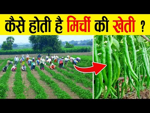कैसे उगाई जाती है खेतों में मिर्ची ? | Chilli Farming Technique