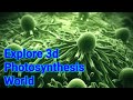 Photosynthesis Concepts and Processes
