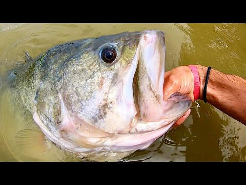 The BASS OF A LIFETIME caught TWICE, ONE YEAR APART!!!