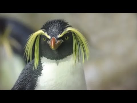 Qué Pasa con Los Pingüinos | Mini Documental 🙂