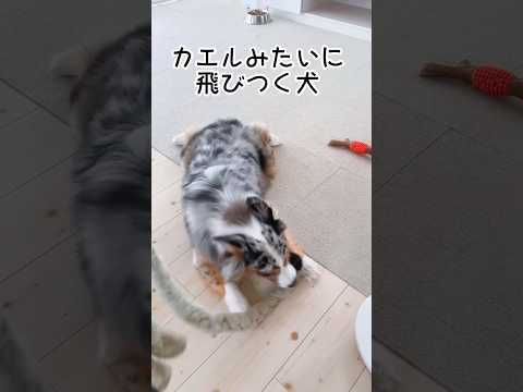 🐸or🐶#犬#犬のいる暮らし #中型犬#かわいい#癒し#オーストラリアンシェパード #dog #aussie #australianshepherd