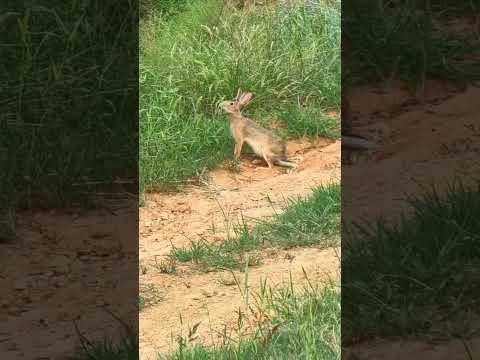 rabbit #animals