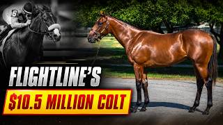How Good Is The Undefeated Flightline as a Stallion? 2026 Progeny