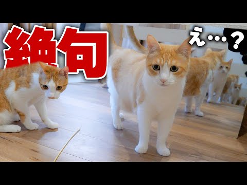 猫の動画サムネイル - 【絶句】合わせ鏡に映る“無限の猫”にフリーズする猫がこちらですww
