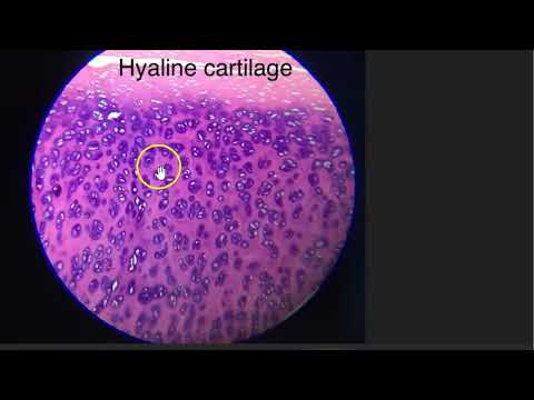 Anatomy Hyaline Cartilage Histology Basophilia MCQ PYQ GAG Glycosaminoglycans