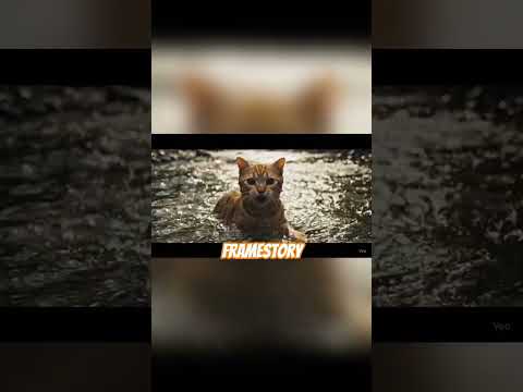 Kasihan meow 😭 #cat #catshorts #catvideos #kitten #cats #catlovers #catlife