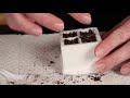 Wisconsin Fast Plants Preparation Guide