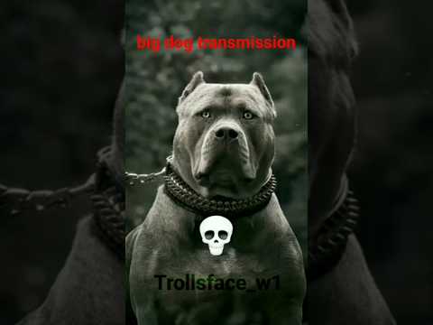 you're not afraid of animals #shorts #ytshorts #animals #animalshorts #shark #explore #fypシ