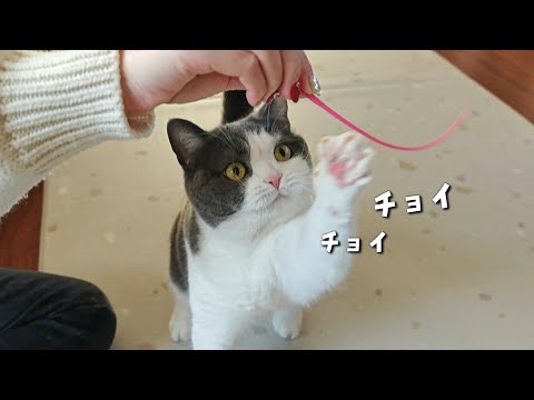 大好きなおもちゃが壊れても気にせず楽しそうな猫が可愛い