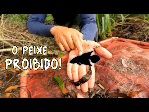 ENCONTRAMOS O LENDÁRIO PEIXE DAS NÚVENS! PARTE 2