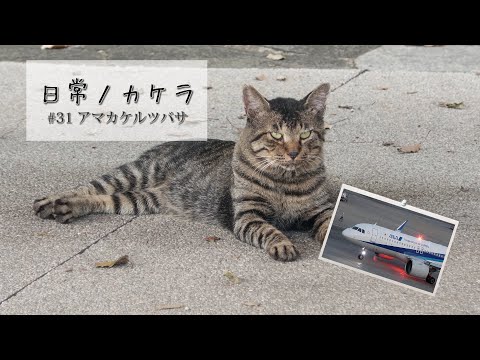 日常ノカケラ#31 アマカケルツバサ 日本の空の玄関口である羽田国際空港を訪ねました。