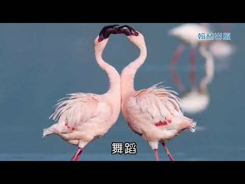 44 動物大觀園─複習篇 - YouTube