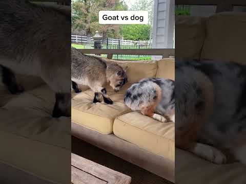 Goat vs Dog
