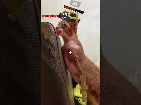 猫の動画サムネイル - Ok i won 🐱🦖 #cat #dinocattutu#猫#catvideo