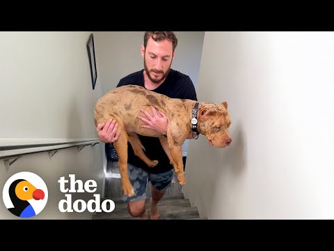 "Designer" Bully Who Couldn't Walk Up Stairs Learns How To "Dog" | The Dodo