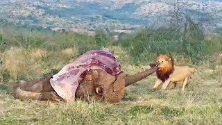 Lion Tries to Drag Entire Elephant by the Trunk