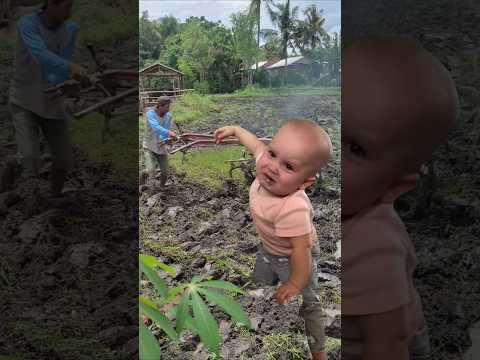 Traktor sawah mengolah lahan. #agriculture #funny