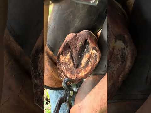 Quase que eu não consegui arrumar esse casco #cascos #cavalo