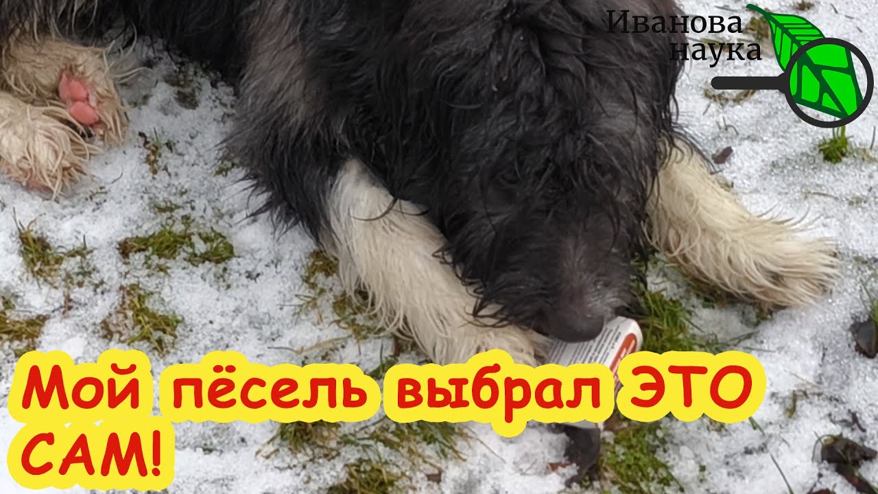 Домашнее лечение кошек, собак, цыплят и поросят. Безопасно, доступно, легко и эффективно.