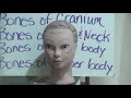 Human Skeletal System Knowledge