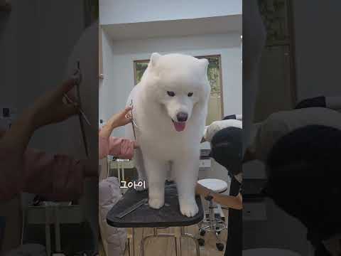 극한집업이지만 행복한 직업입니다🩷|북극곰 사모예드미용🐻‍❄️