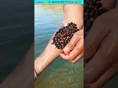 Why do these insects stick? 😱 Ticks on human #facts #viral #shorts