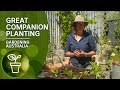 Companion Planting and Pest Control