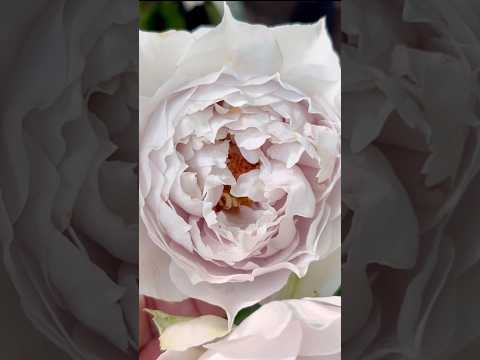 【ザセレスティアル The Celestial 秋バラ②】タイプ0 #ロサオリエンティスプログレッシオ #ばら #バラ #rose #roses #short  #The Celestial