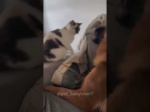 Cat and dog 😾 Funny Pets|2024😂Funny Dogs And Funny Cats Videos 😺🐈😄