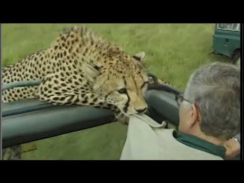 Anusurika kifo na chui CHEETAH vs HUMAN encounter rare exciting moment in serengeti park