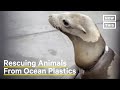 Marine Life and Plastic Waste Impact