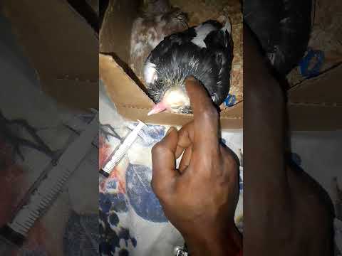 #kemshell #birds #pigeon #kabootar #capuchinepigeon