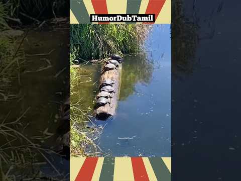 பேலன்ஸ் முக்கியம் பிகிலு #humordubtamil #funnyanimals #animallovers #shortsfeed #funny #comedyshorts