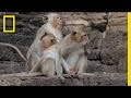 Monkey Festival in Lop Buri, Thailand