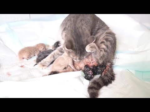 Yesterday she was still a virgin, but today she is already giving birth... Mother cat labor live!
