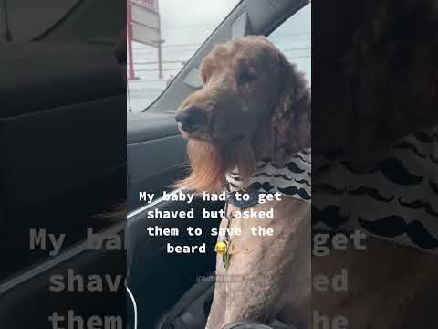 A Dog with Shaven Whiskers.#dogsoftiktok #doglover #funn