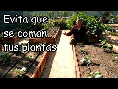 SOLUCIÓN Ecológica para que Caracoles y Babosas No se Coman tus Plantas