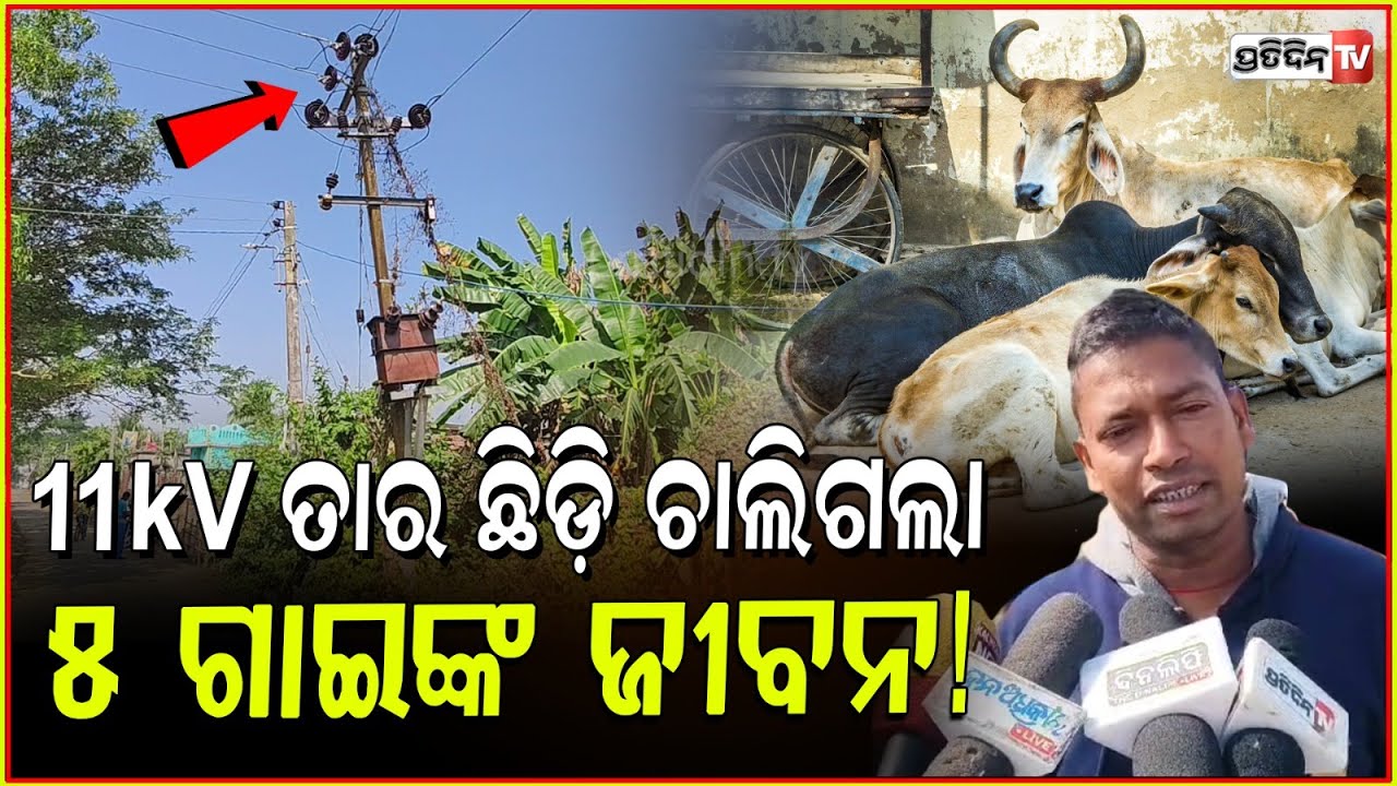 ଅଷ୍ଟପ୍ରହରୀ ବେଳେ ଉଡ଼ିଲେ କାଉ, 11kV ତାର ଛିଡ଼ି ଚାଲିଗଲା ୫ ଗାଇଙ୍କ ଜୀବନ! TPCODL electric wire falls, Puri.