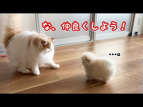 勇気を出して猫から子犬に仲良くしよう！とアピールをした結果こうなったw 【成長記録10】