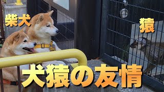目をキラキラさせ動物園を観光する柴犬。猿が好き過ぎる行動が可愛い