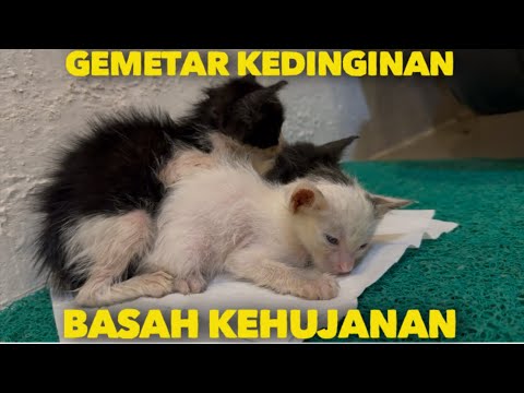 TERIAK MINTA TOLONG ANAK KUCING INI BASAH KEHUJANAN