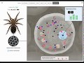 Genetic Inheritance in Spiders